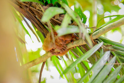 Close-up of insect on plant