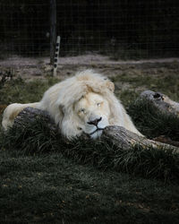 Sheep in a zoo