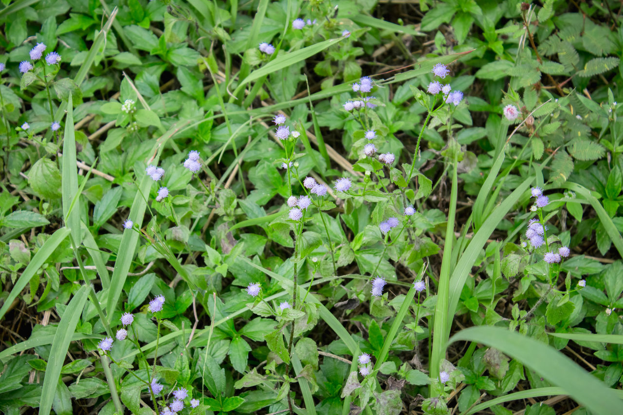 HIGH ANGLE VIEW OF PURPLE FLOWERING PLANT ON FIELD