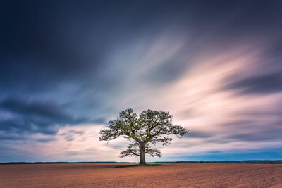 Tree on field against sky during sunset