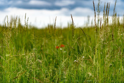 Scenic view of grassy field against sky