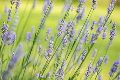Lavender plant in a summer garden
