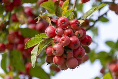 Close-up of red berries growing on tree