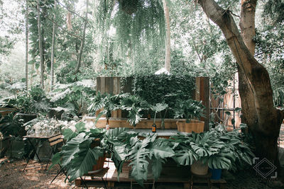 View of trees in forest