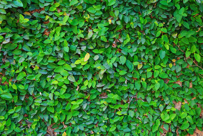 Full frame shot of ivy
