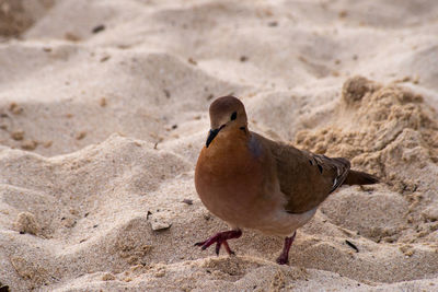 Close-up of bird perching on sand