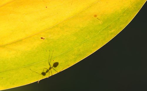 Close-up of insect on yellow leaf