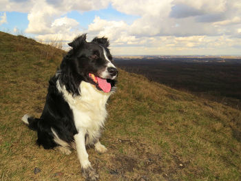 Dog looking away on field