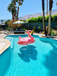 Floating flamingo 