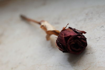 Close-up of dried rose over white background