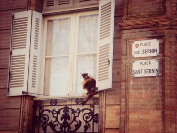 Cat standing in the dark