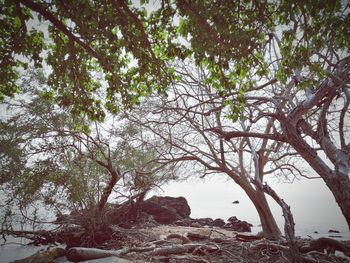 Low angle view of trees in forest against sky
