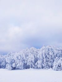 Snow covered trees against sky