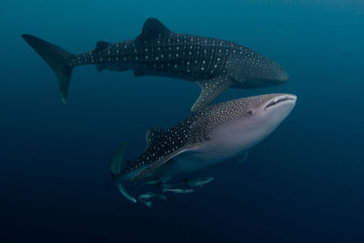 Fish swimming in sea