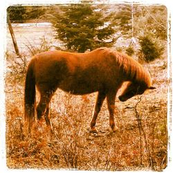 Horses grazing on field