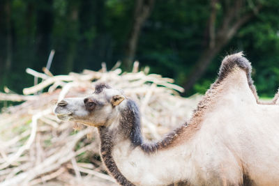 Close-up of an animal on field