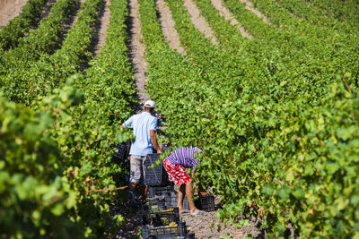 High angle view of men working on farm