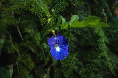 Close-up of purple blue flower