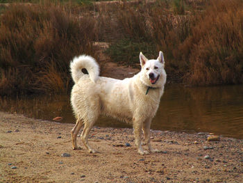 Side view of white shepherd by puddle