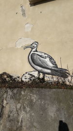 Bird perching on wall