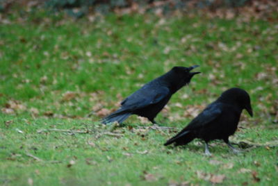 Black bird perching on a field