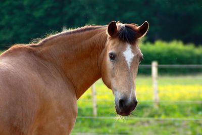 Close-up of horse in ranch