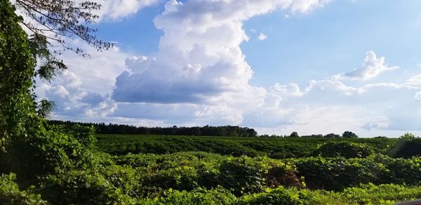 Scenic view of agricultural field against sky