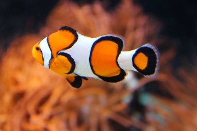 Close-up of fish underwater