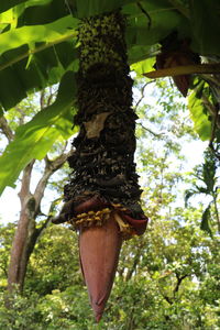 Low angle view of lizard on tree