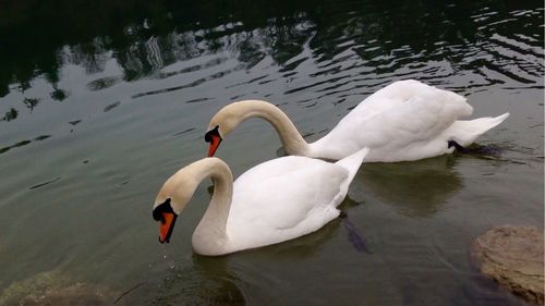 Two swans swimming in water