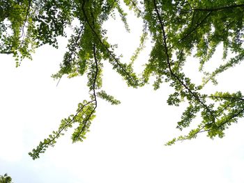 Low angle view of tree against sky