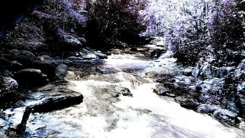 Scenic view of forest