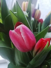 Close-up of pink tulip blooming outdoors