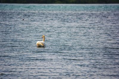 Swan swimming in lake