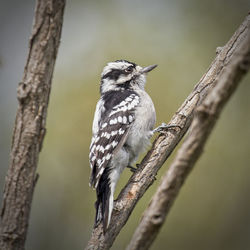 Bird perching on tree trunk