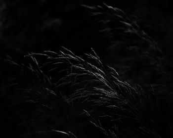 Low angle view of plant on land