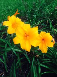 Close-up of fresh yellow flowers blooming in field