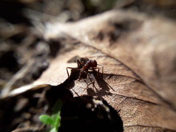 Close-up of ant on plant