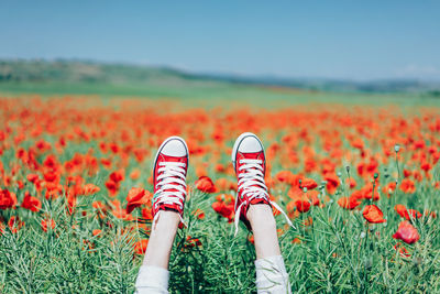 Canvas shoes on hands in poppy field