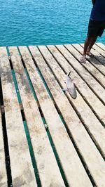 Low section of person on pier over sea