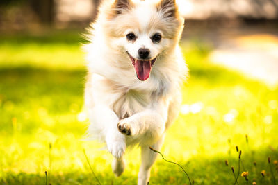 Cute pomeranian dog runs towards the camera