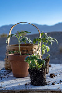 Close-up of potted plant