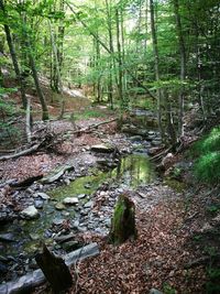 Trees in forest