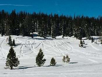 Pine trees on snowcapped mountains against sky