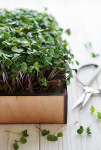 Fresh microgreens. sprouts of radish microgreens in the box