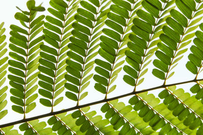 Close-up of leaves growing on tree against sky