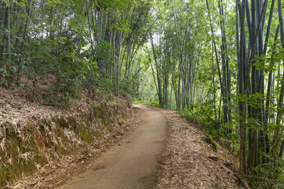 Dirt road amidst trees in forest