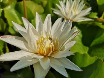 Close-up of insect pollinating flower