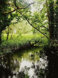 Scenic view of lake in forest