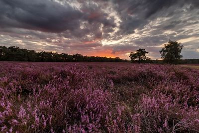 Scenic view of field against sky during sunset